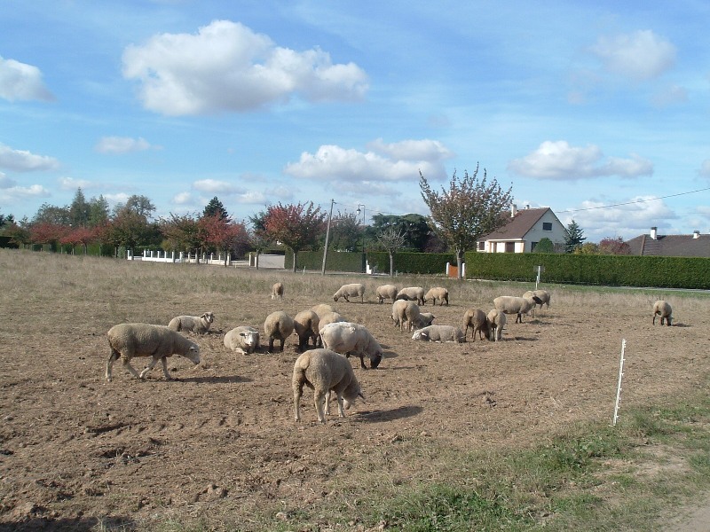 Moutons clavillais (oct 2007)