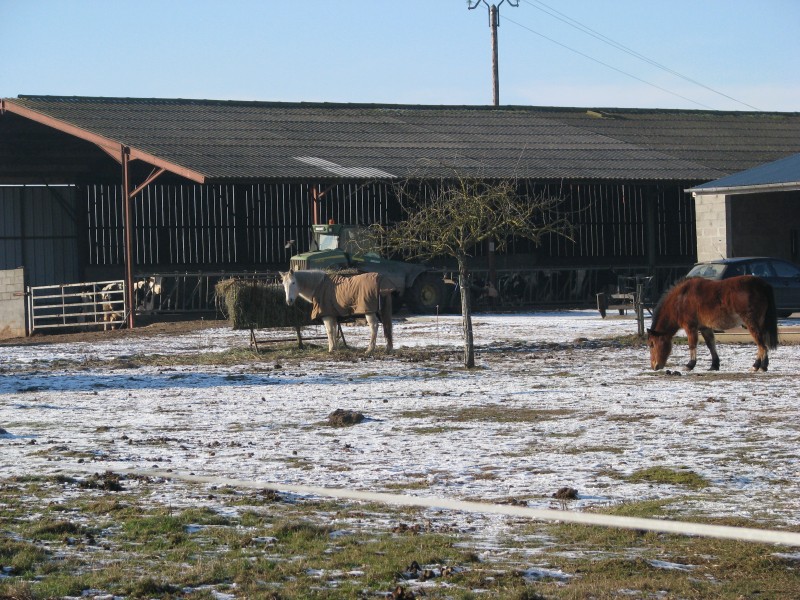 chevaux au hameau de la Neuville