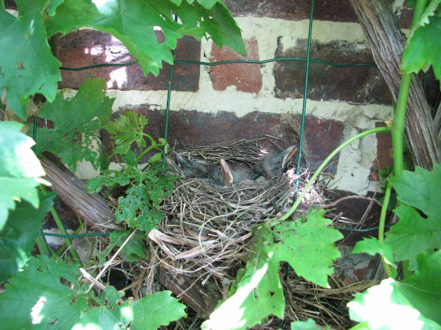 petits merle au nid (04/07/2010)